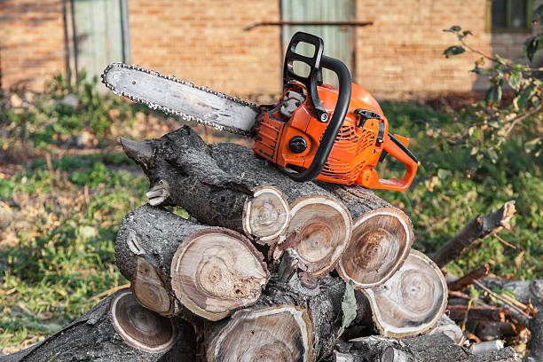 Best Tree Trimming Near Me  in USA